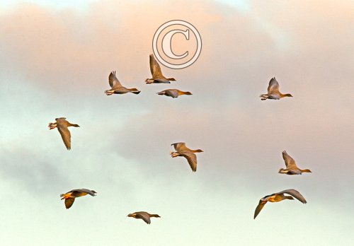 Pink-footed Geese in Flight 5 DM0407